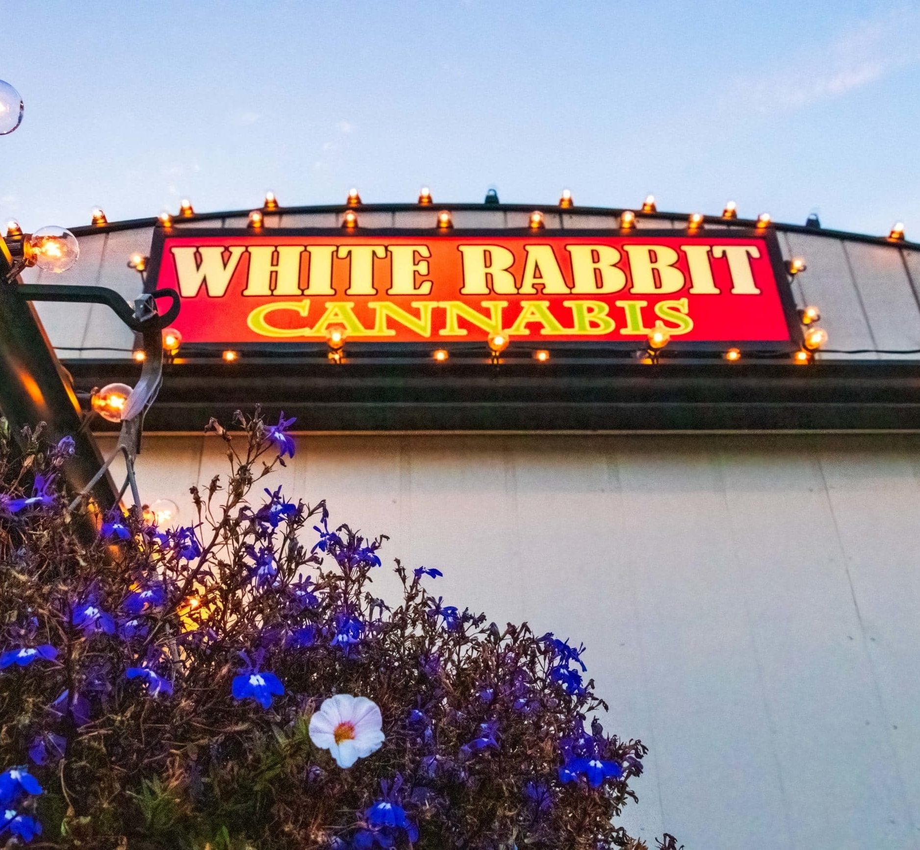 White Rabbit Cannabis Franchise flowers and sign