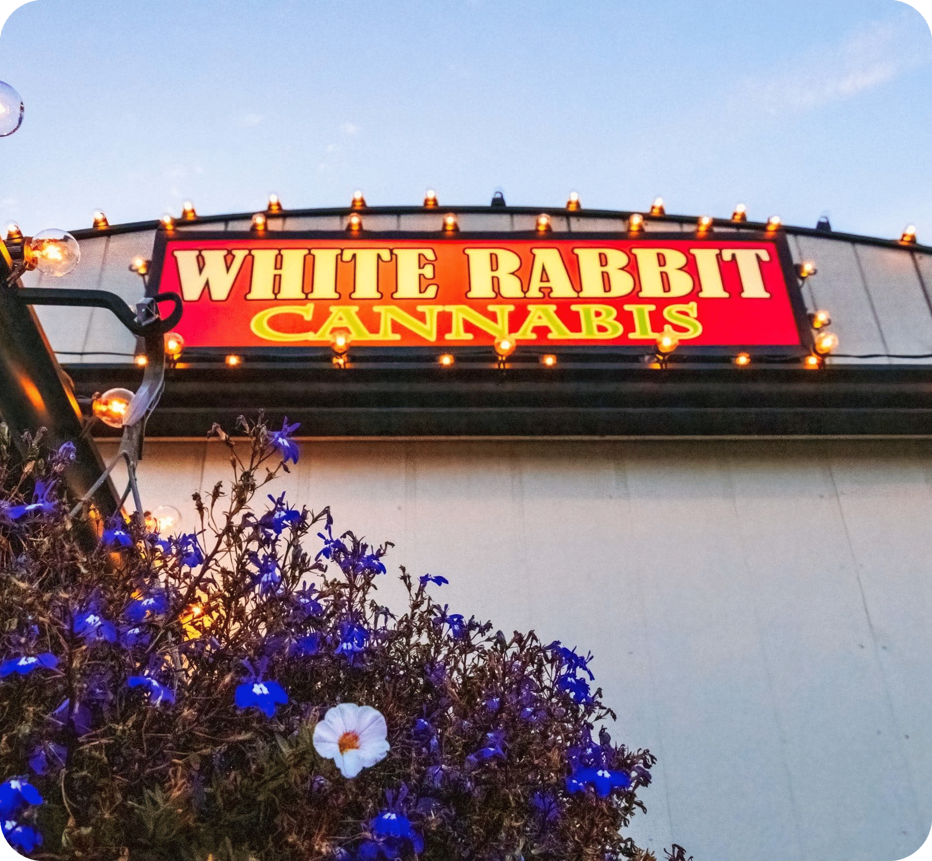 white rabbit cannabis garden